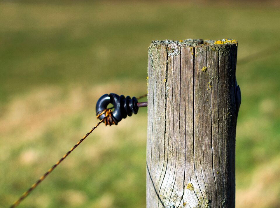 Animal world coupling wooden structure