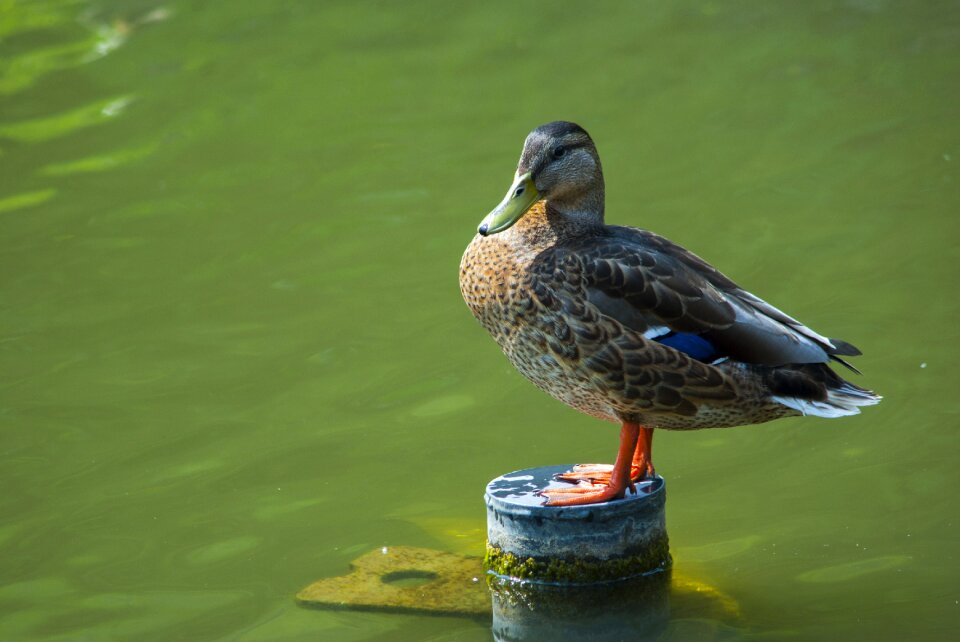 Water ducks nature