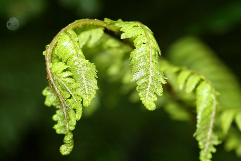 Leaf young new zealand