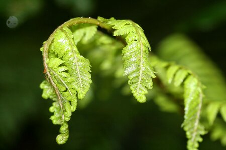 Leaf young new zealand
