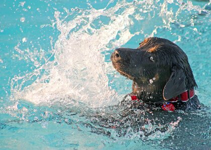 Water labrador sporting dog photo