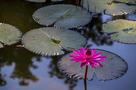 Flower nymphaea cuba
