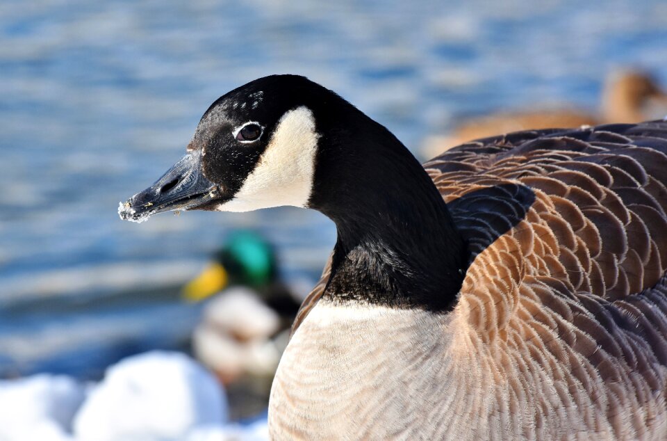 Water bird goose beak aquatic animals