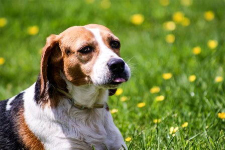 Beagle portrait dog look