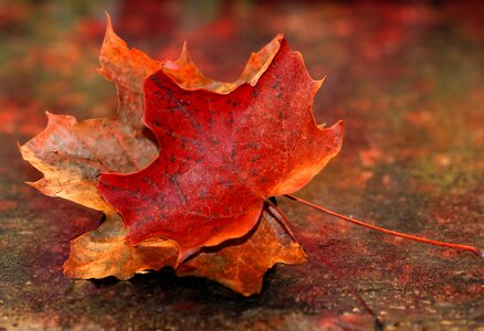 Nature fall seasons