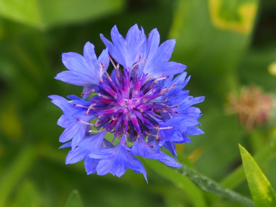 Summer plant garden photo