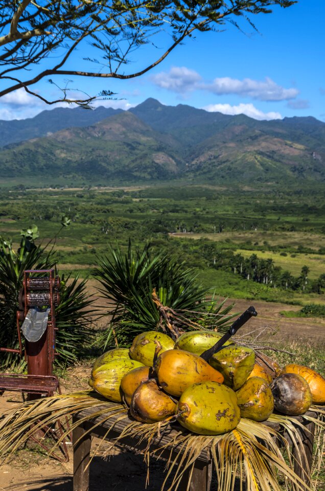 Cuba trinidad coconut