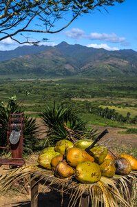 Cuba trinidad coconut photo
