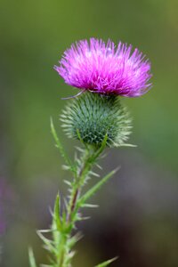 Flower nature wild