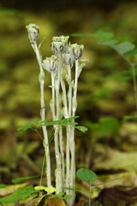 Ghost pipe flower white photo