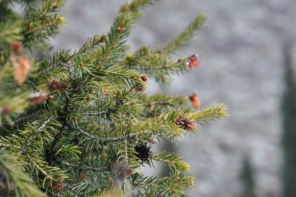 Mountains nature christmas tree