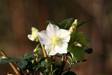 Leaf petal christmas rose