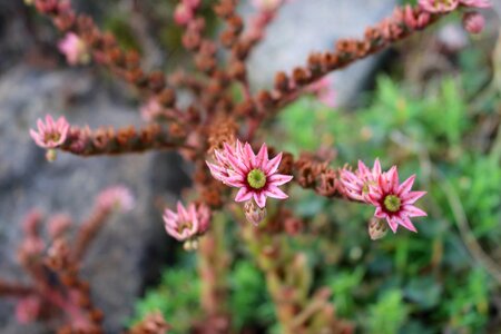 Natural petals blooming