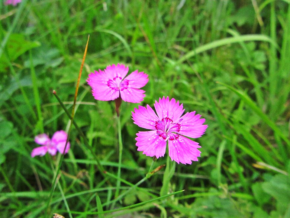 Bloom mountainside summer