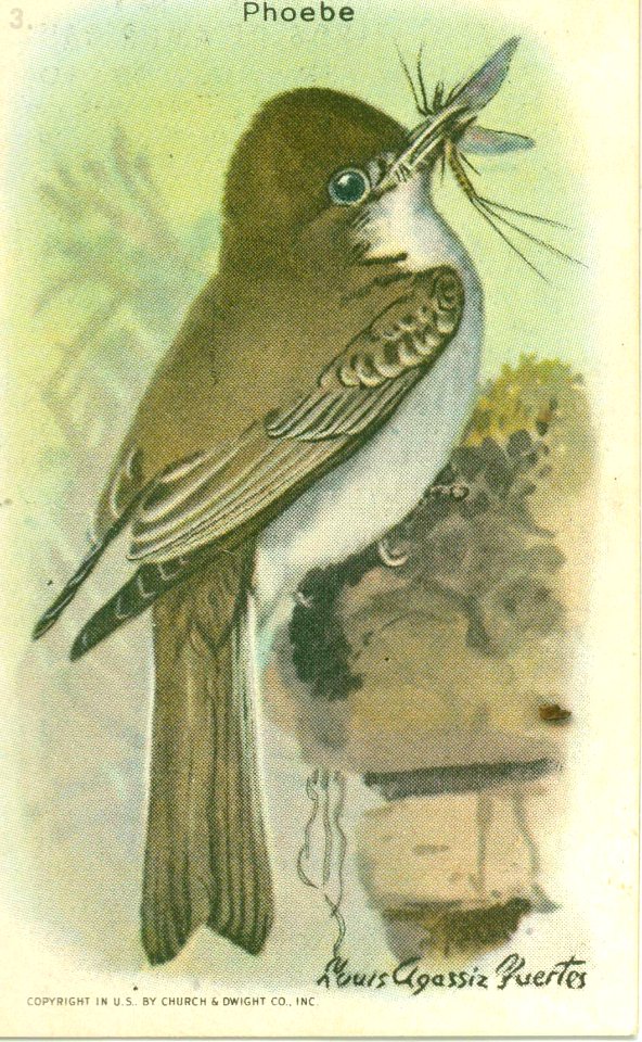 Useful Birds of America - Phoebe