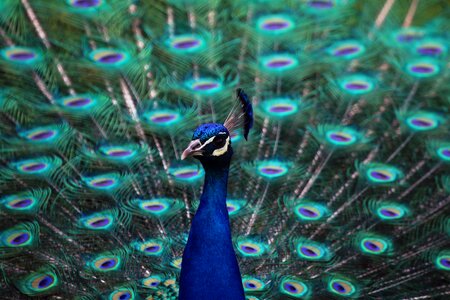 Peacock peacock feather bird