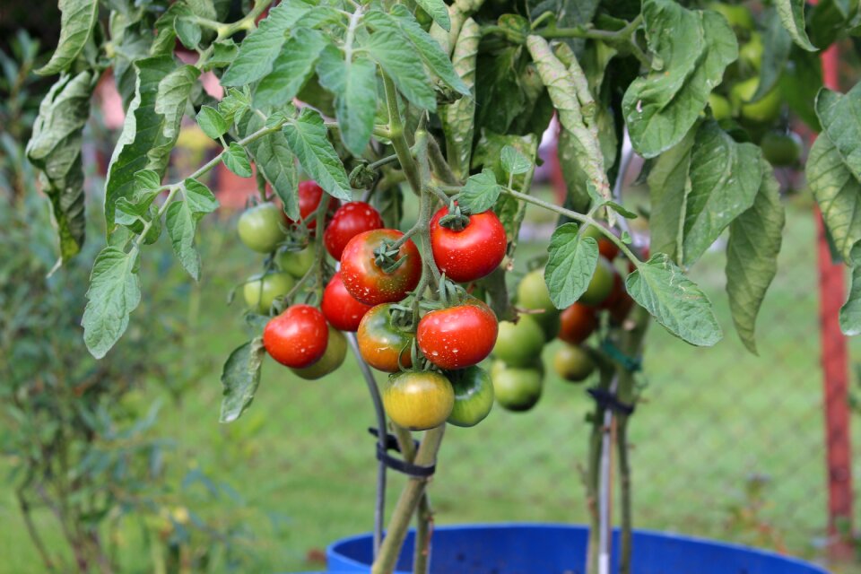 Vegetables food insecticide