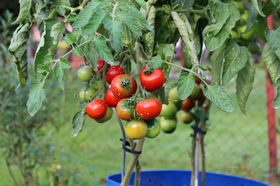 Vegetables food insecticide photo