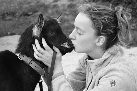 Young female goat kiss a goat complicity photo