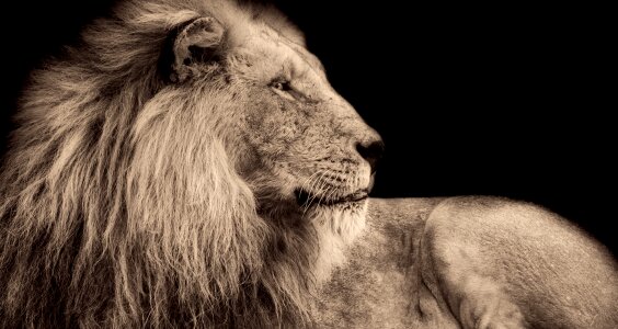 Predator africa macro