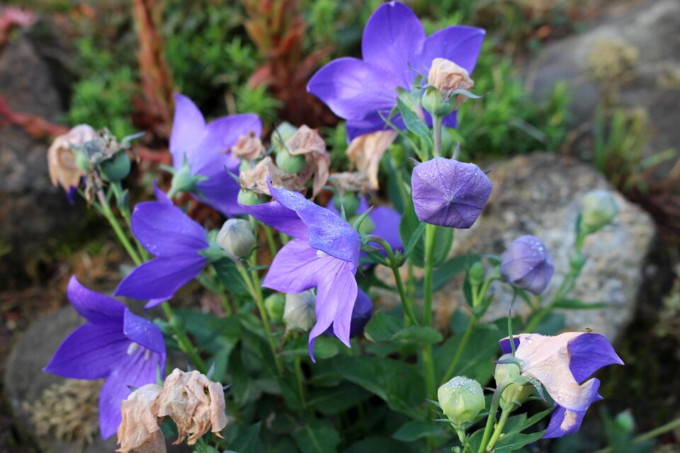 Plant summer spring