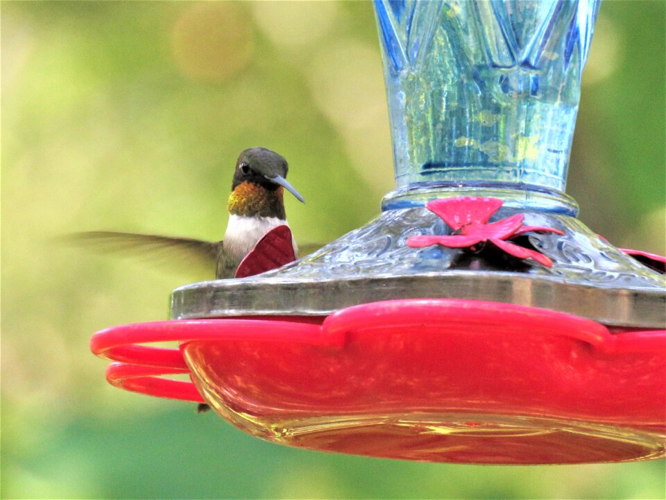 Bird hummingbird wildlife