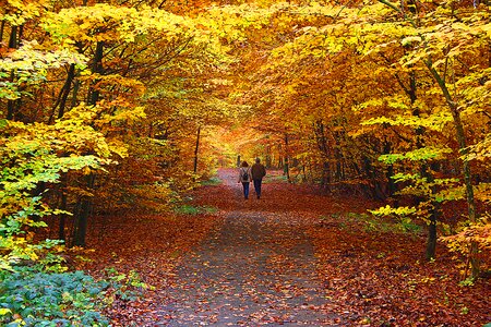 Tree maple path