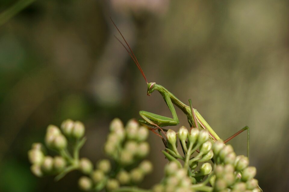 Mantis religiosa insect animal
