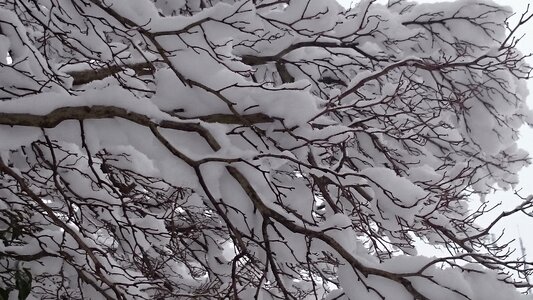 White fluff beautiful