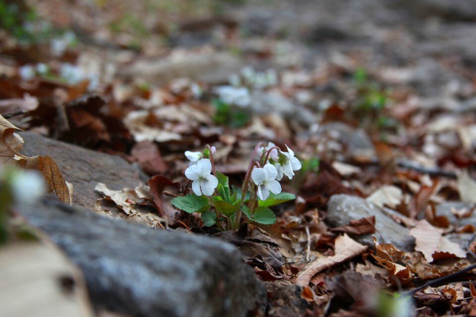 Wood wildflower mountain