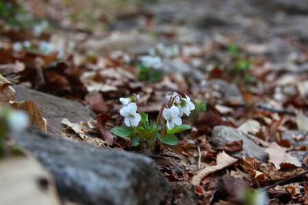 Wood wildflower mountain