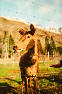 Wildlife animal mountains