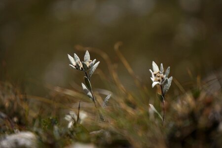 Alpine flower alpine flower