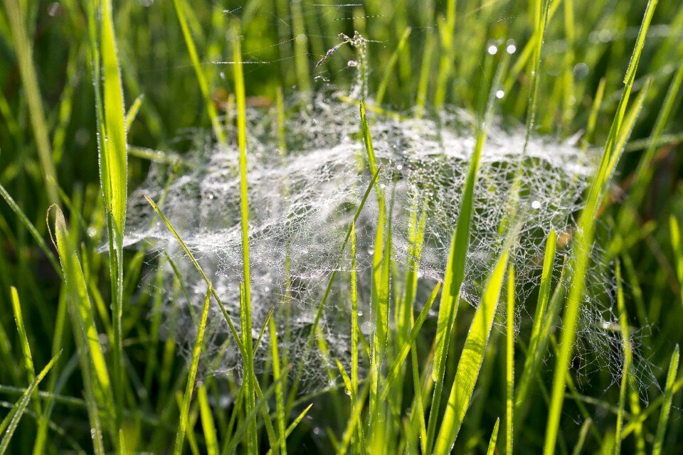Plants drops of dew morning