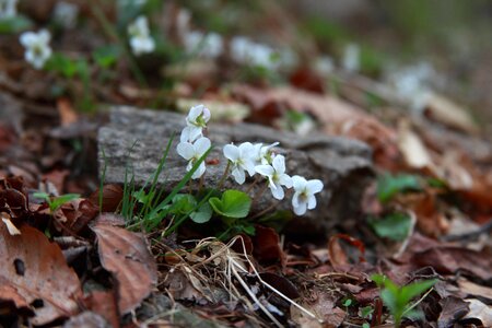 Plants wildflower mountain