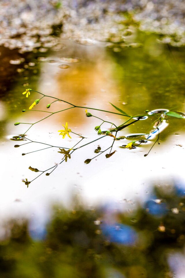 Water reflection nature