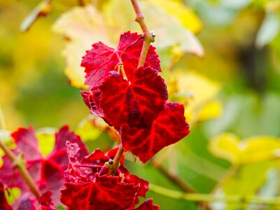 Autumn leaves foliage vineyards