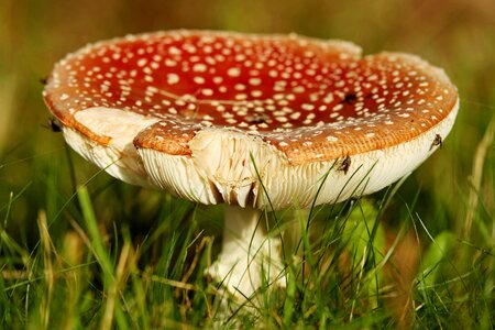 Red spotted lamellar