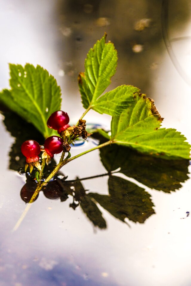 Plant water reflection