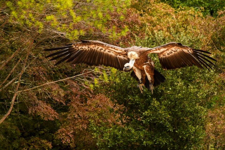 Raptor bird landing