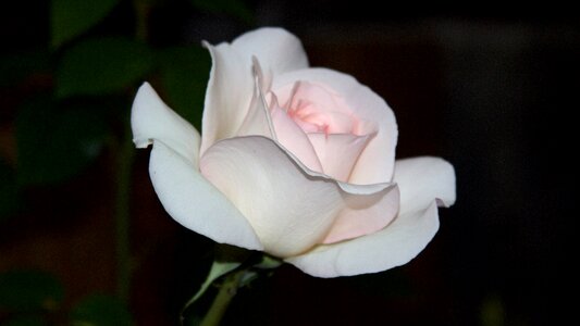 Rose blooms white rose bloom photo