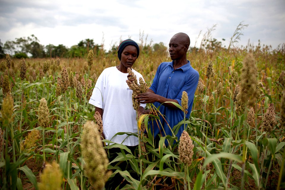 USAID promotes growing alternative staple crops in Kenya such as sorghum (7603959342)