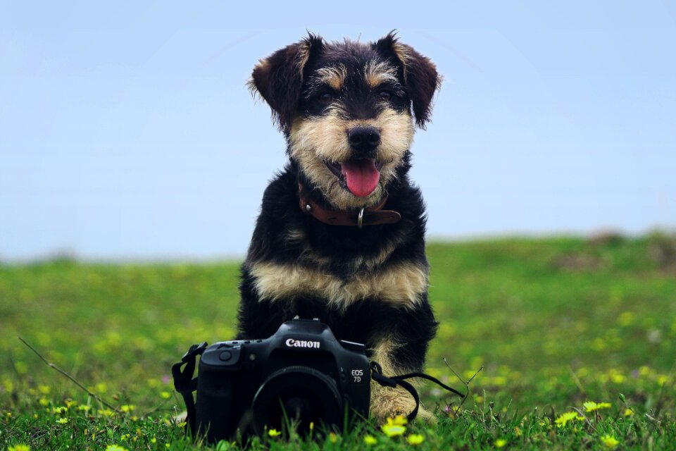 Outdoor grass camera