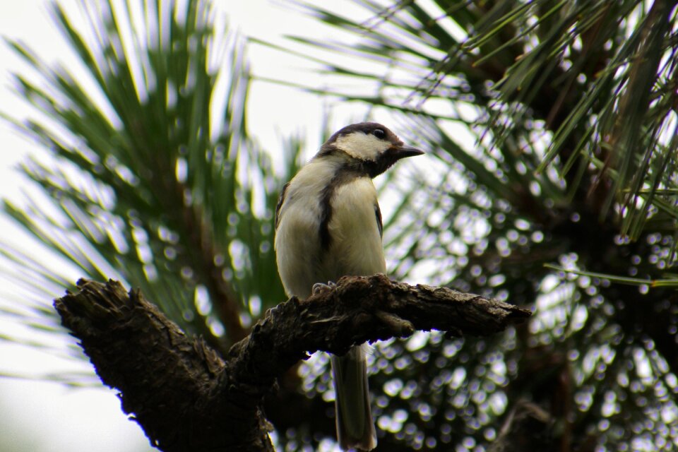 Branch little bird tits