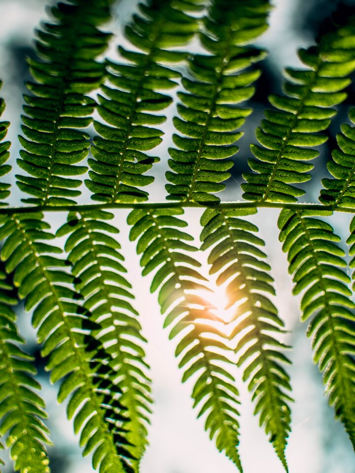 Light sunlight sunny