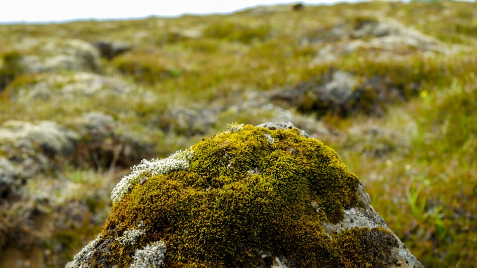 Grass boulder moss forest photo