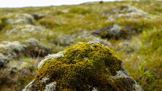 Grass boulder moss forest photo