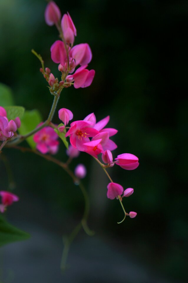 United ti golf pink flowers bunches of flowers