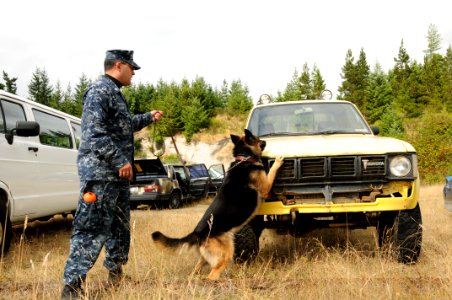 US Navy 100901-N-2143T-001 Master-at-Arms 2nd Class Fedrick Rapp, a military working dog handler assigned to the security department of Naval Base Kitsap, and his military working dog, Dan, search vehicles at Naval Base Kitsap photo