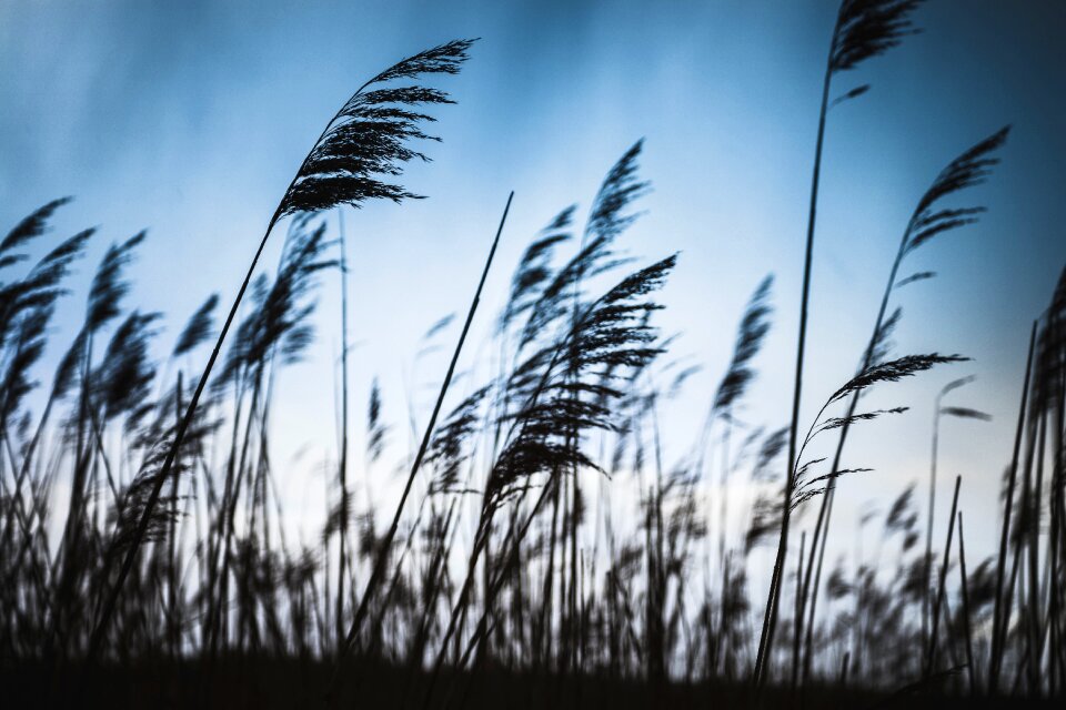 Crops plantation nature